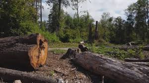 Trusted Fowler, CO Tree Removal Experts