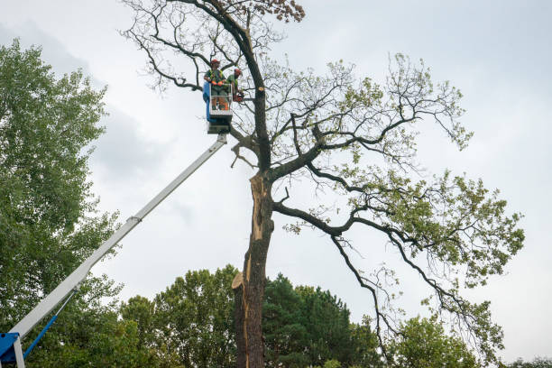 How Our Tree Care Process Works  in  Fowler, CO