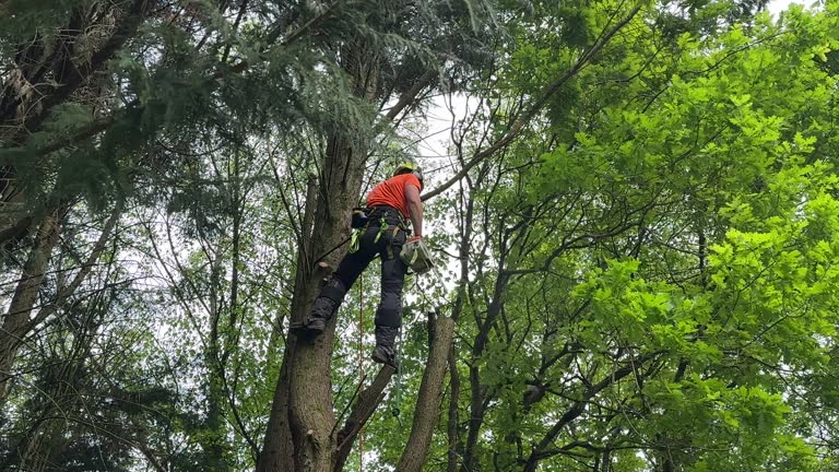 Best Fruit Tree Pruning  in Fowler, CO
