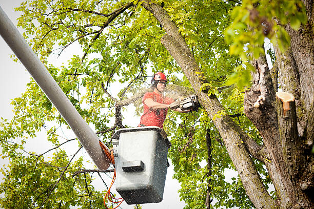 Best Tree Mulching  in Fowler, CO