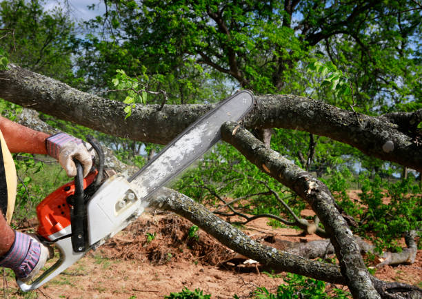 Best Tree Cabling and Bracing  in Fowler, CO